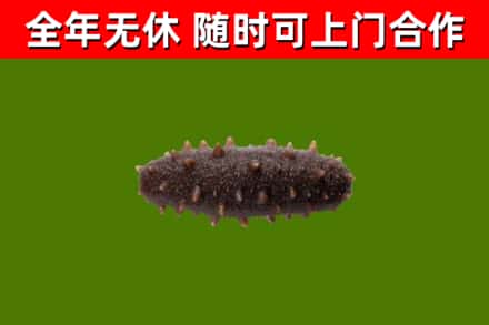 章贡回收海参干